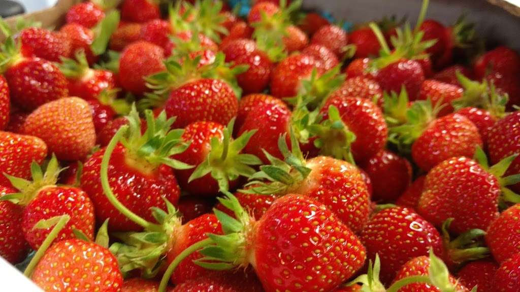 Brecknock Orchard | 390 Orchard Rd, Mohnton, PA 19540, USA | Phone: (717) 445-5704 Brecknock Orchard | 390 Orchard Rd, Mohnton, PA 19540, USA | Phone: (717) 445-5704