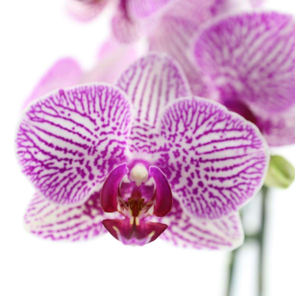 Beverly Hills Orchids | 368 S Maple Dr, Beverly Hills, CA 90212, USA | Phone: (310) 503-1200