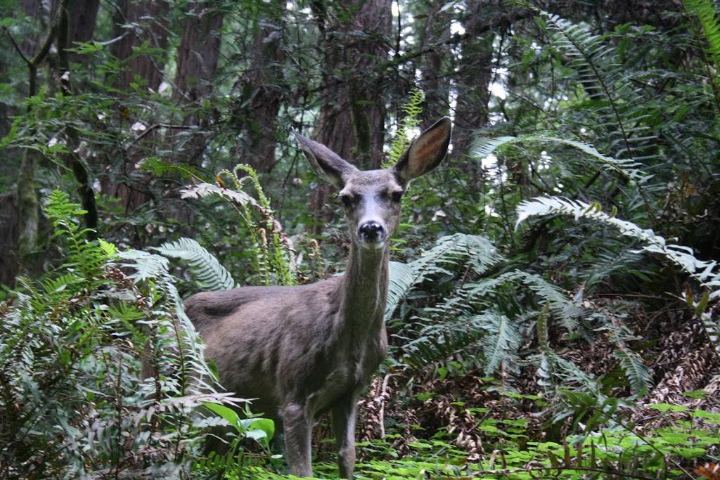 Muir Woods | 1 Muir Woods Rd, Mill Valley, CA 94941, USA | Phone: (415) 561-2850