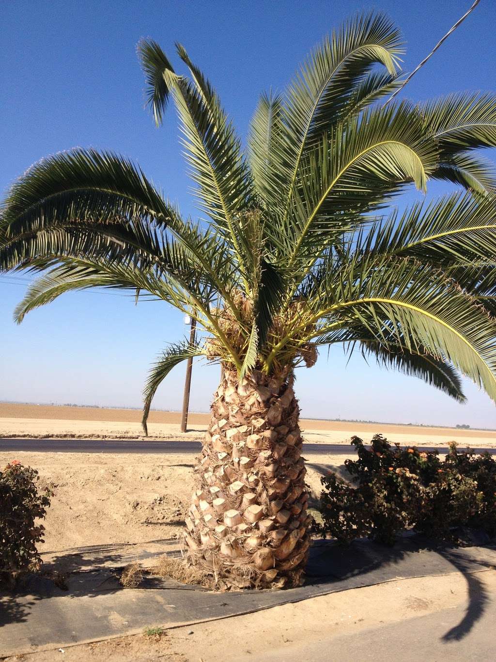 The Little Purple Barn, Murray Family Farms | 9557 Copus Rd, Bakersfield, CA 93313, USA | Phone: (661) 858-1100