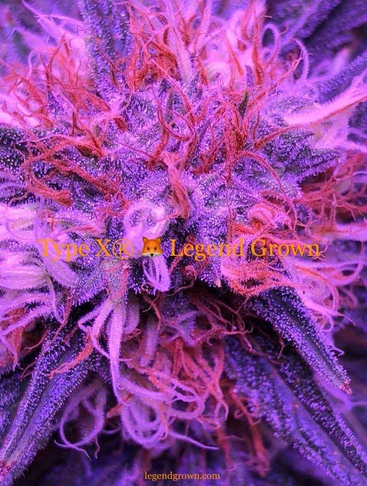 FXO Legend Grown Cosecha Group | 22523 Pacific Coast Hwy, Malibu, CA 90265 | Phone: (559) 464-5396