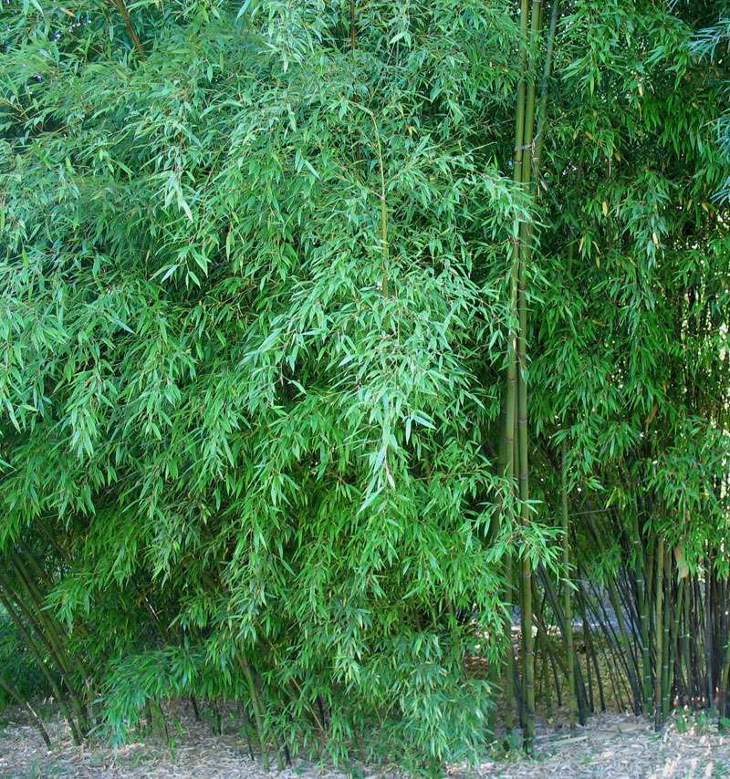 Bamboo Plants | 175 Continental Rd, Cornwall, NY 12518, USA | Phone: (845) 218-1006