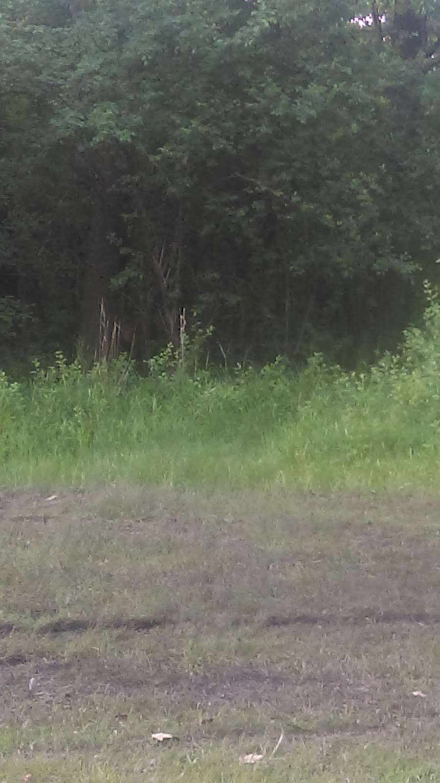 Quercus Woods Family Picnic Area | Maywood, IL 60153, USA