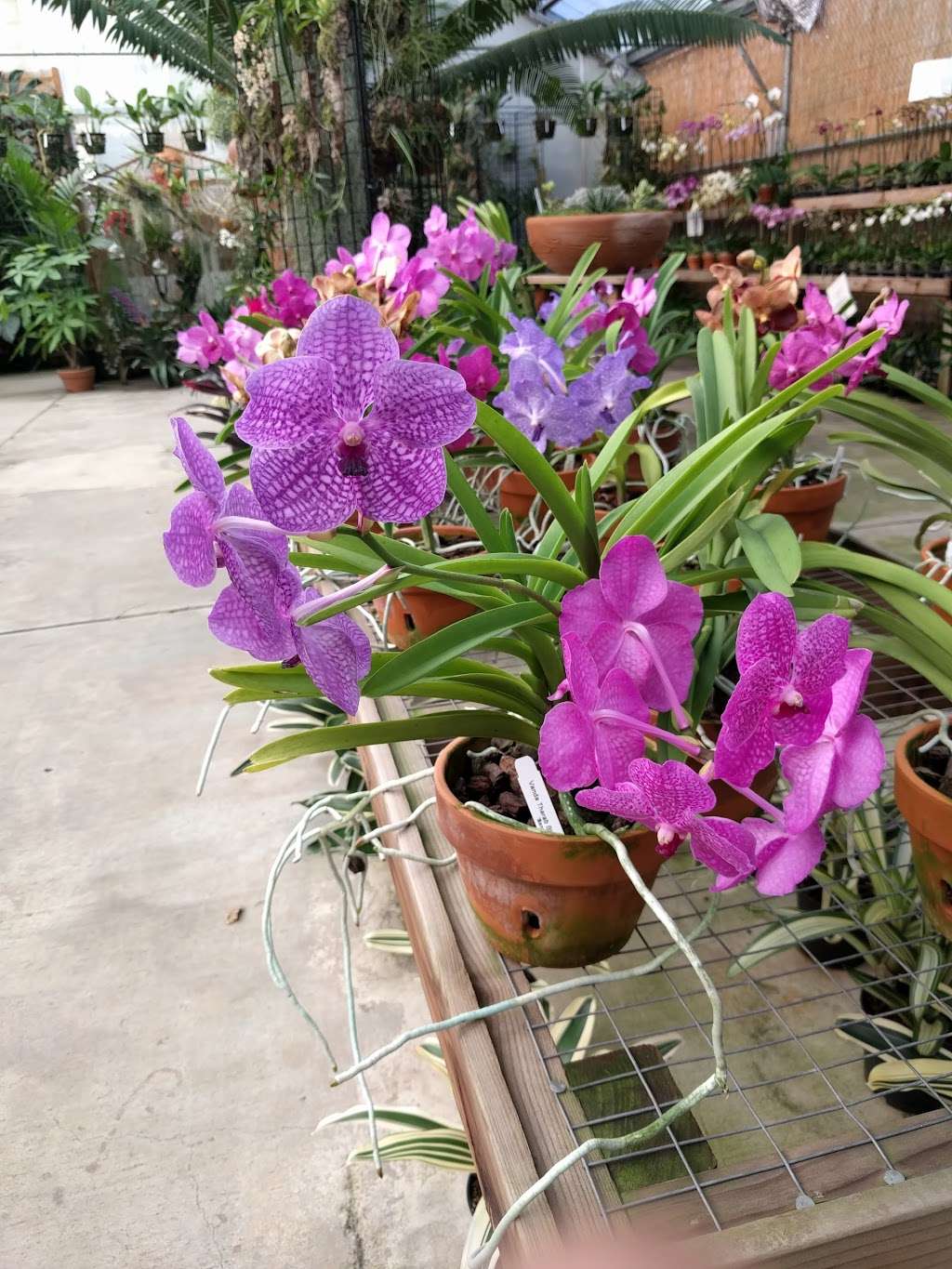 Brookside Orchids | 2718 Alpine Rd, Portola Valley, CA 94028, USA | Phone: (650) 854-4156