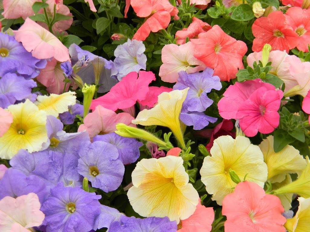 Blooms Greenhouse Growers Outlet | 719 Hupp Rd, La Porte, IN 46350, USA | Phone: (219) 393-3607