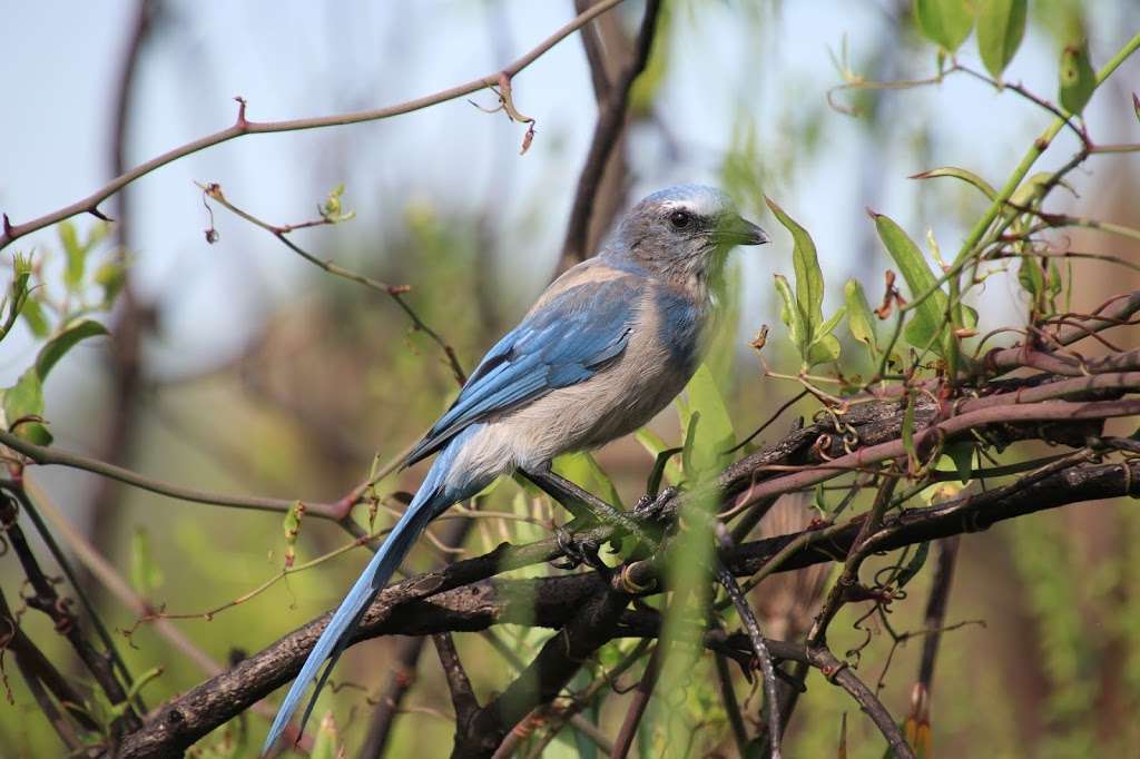 Scrub Jay Hiking Trail | Florida