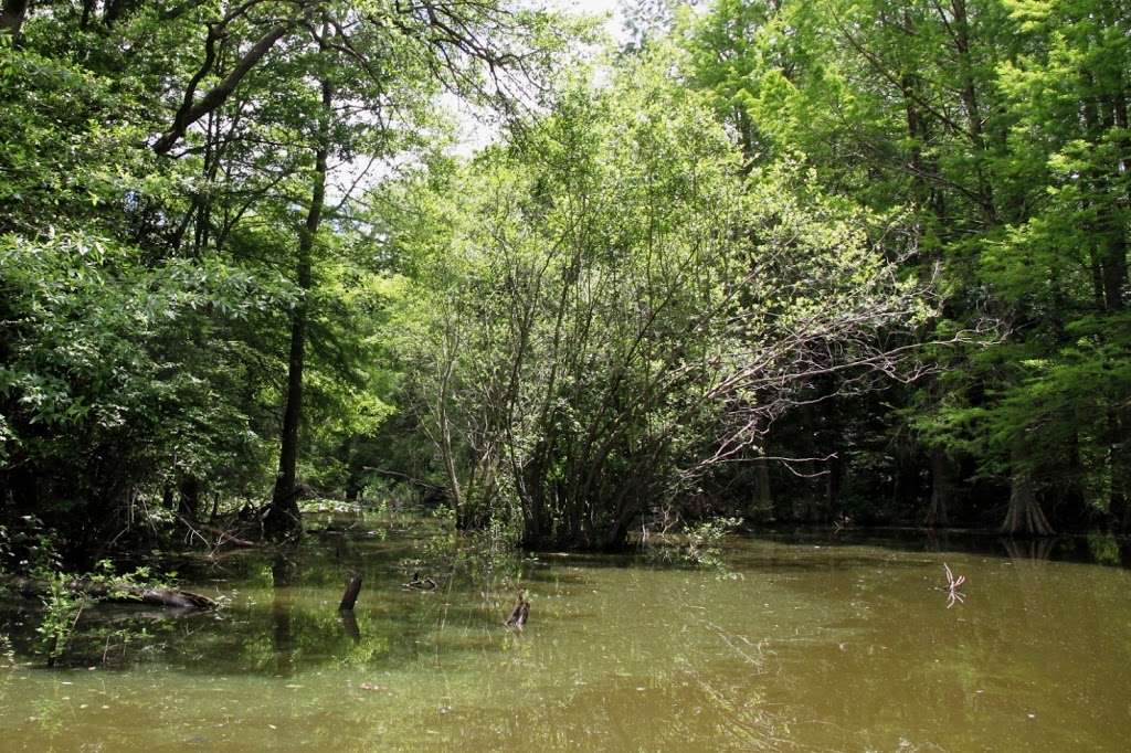 Trap Pond State Park | 33587 Baldcypress Lane, Laurel, DE 19956, USA | Phone: (302) 875-5153