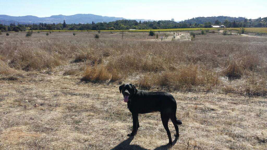 Alston Park Off-Leash Dog Area | Dry Creek Rd, Napa, CA 94558, USA