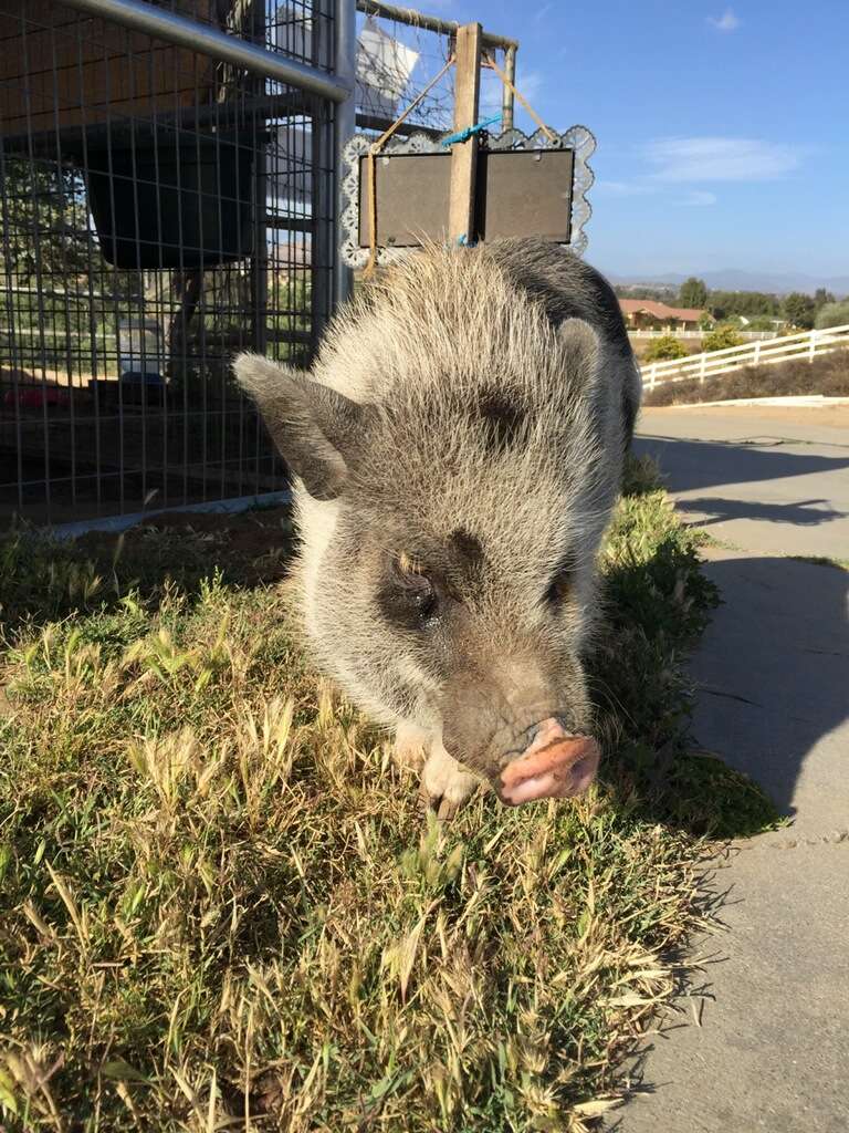 Sugarplum Farm of Temecula | 39695 Berenda Rd, Temecula, CA 92591, USA | Phone: (951) 239-8694