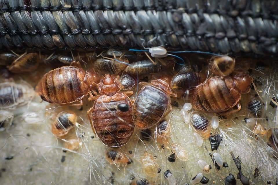 Truly Nolen Termites and Pest Control Lancaster | 135 E Main St, New Holland, PA 17557, USA | Phone: (717) 435-5171