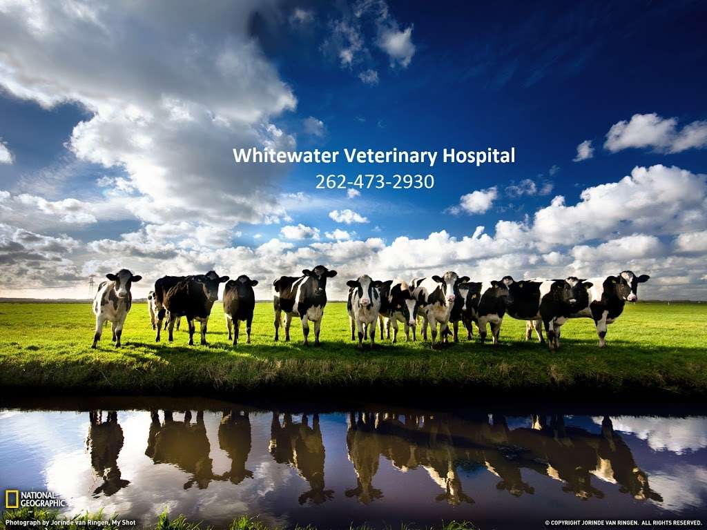 Whitewater Veterinary Hospital | 527 S Janesville St, Whitewater, WI 53190, USA | Phone: (262) 473-2930