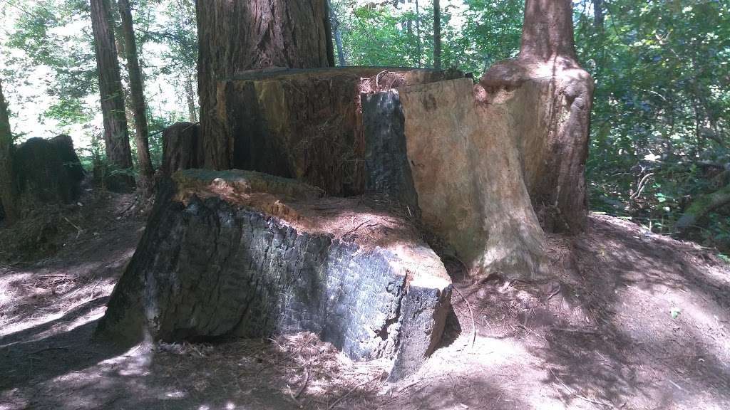 LandPaths Grove of Old Trees | 17599 Fitzpatrick Ln, Occidental, CA 95465, USA | Phone: (707) 544-7284