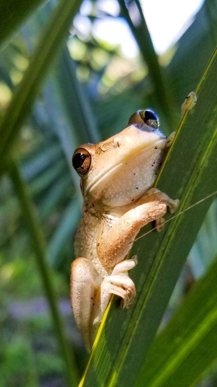 Otter Park North | Pioneer Trail, New Smyrna Beach, FL 32168, USA | Phone: (386) 424-2175