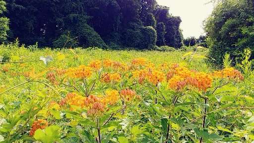 Guggenheim Preserve | Sands Point, NY 11050