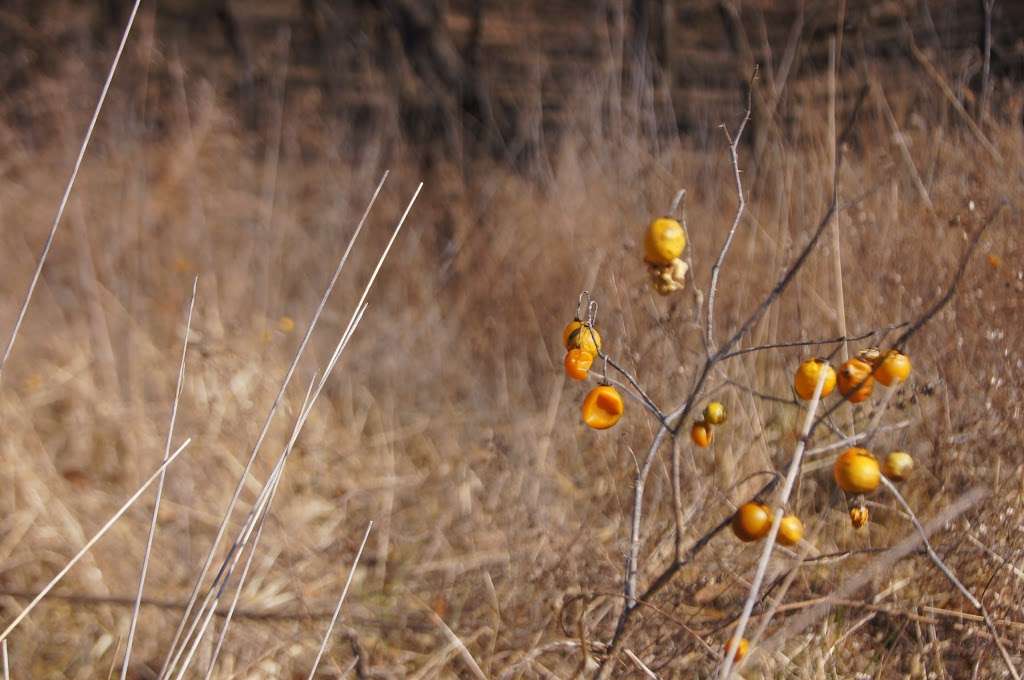 Ralph and Martha Perry Memorial State Wildlife Area | Concordia, MO 64020, USA