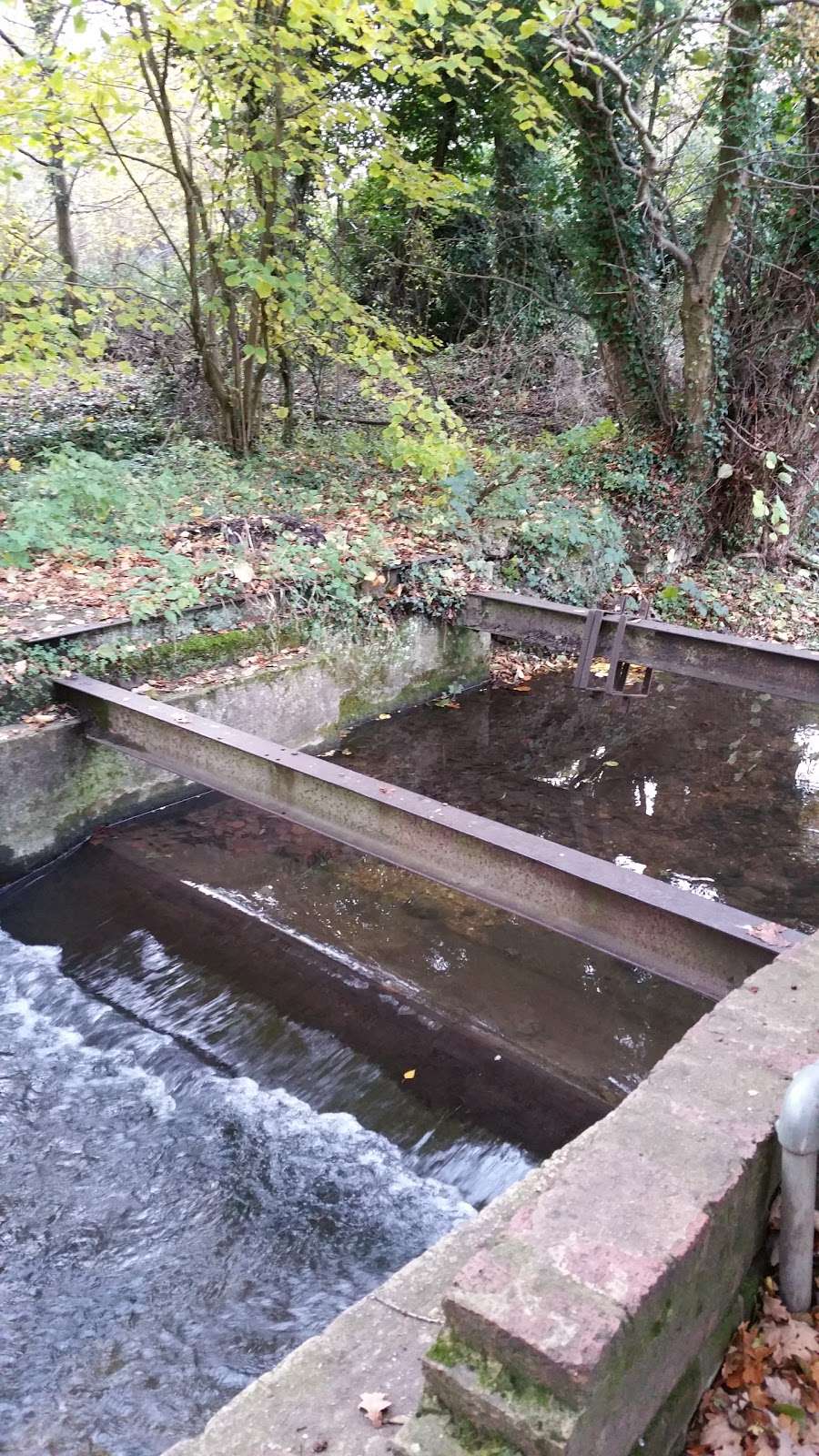 Singlers Marsh Nature Reserve | 32 Codicote Rd, Welwyn AL6 9NE, UK