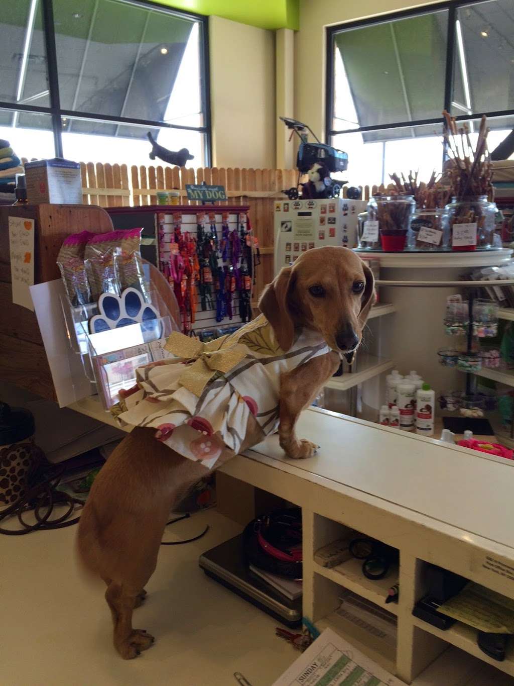 D.O.G.S (Dog Owners General Store) | 5971 Sky Pond Dr # C100, Loveland, CO 80538, USA | Phone: (970) 667-4660