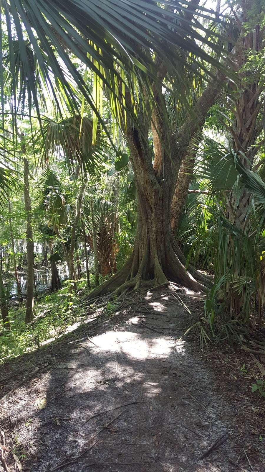 Black Bear Wilderness Trailhead | 5298 Michigan Ave, Sanford, FL 32771, USA | Phone: (407) 665-2211