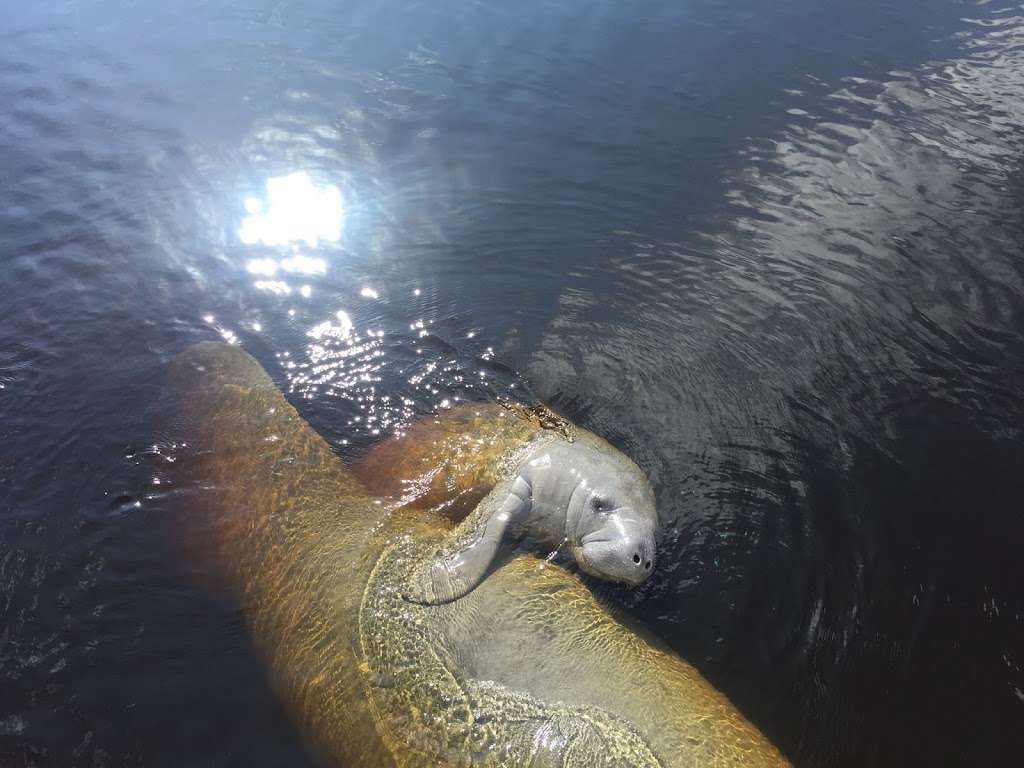 Dolphin & Manatee Scenic Boat Tours & Bird Watching - Daytona Be | 4884 Front St, Ponce Inlet, FL 32127, USA | Phone: (386) 761-2027