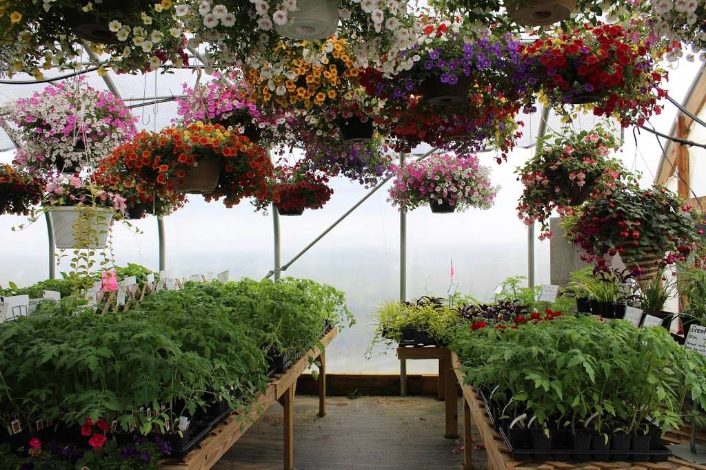 Clearview Greenhouse N Produce | 6267 Park Rd, Orrstown, PA 17244, USA | Phone: (717) 477-0516