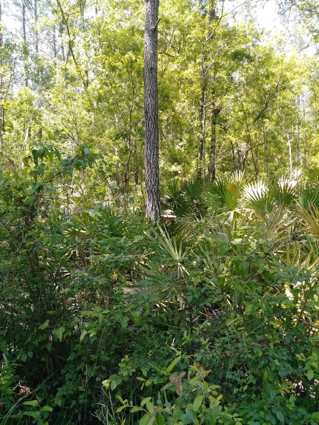 Thomas Creek Wildlife Management Area | 11837-, 11899 New Kings Rd, Jacksonville, FL 32219, USA | Phone: (386) 329-4404