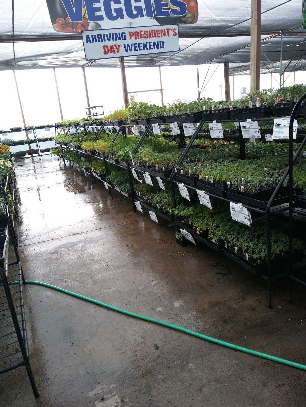 Star Nursery Inc | 6008, 5340 Boulder Hwy, Las Vegas, NV 89122 | Phone: (702) 435-7827