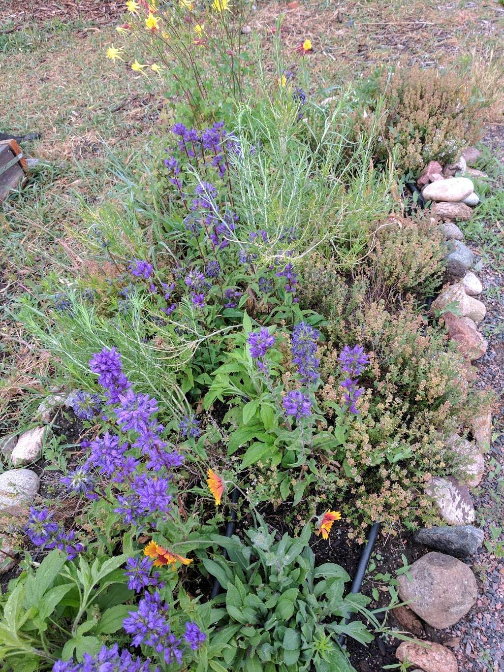 Golden Community Garden | 1506 8th St, Golden, CO 80401, USA | Phone: (720) 204-1755