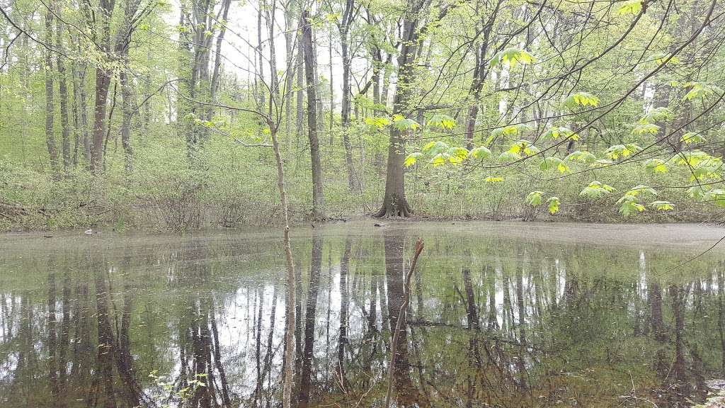 Borgs Woods Nature Preserve | Allen St & Fairmount Ave, Hackensack, NJ 07601, USA | Phone: (201) 336-7275
