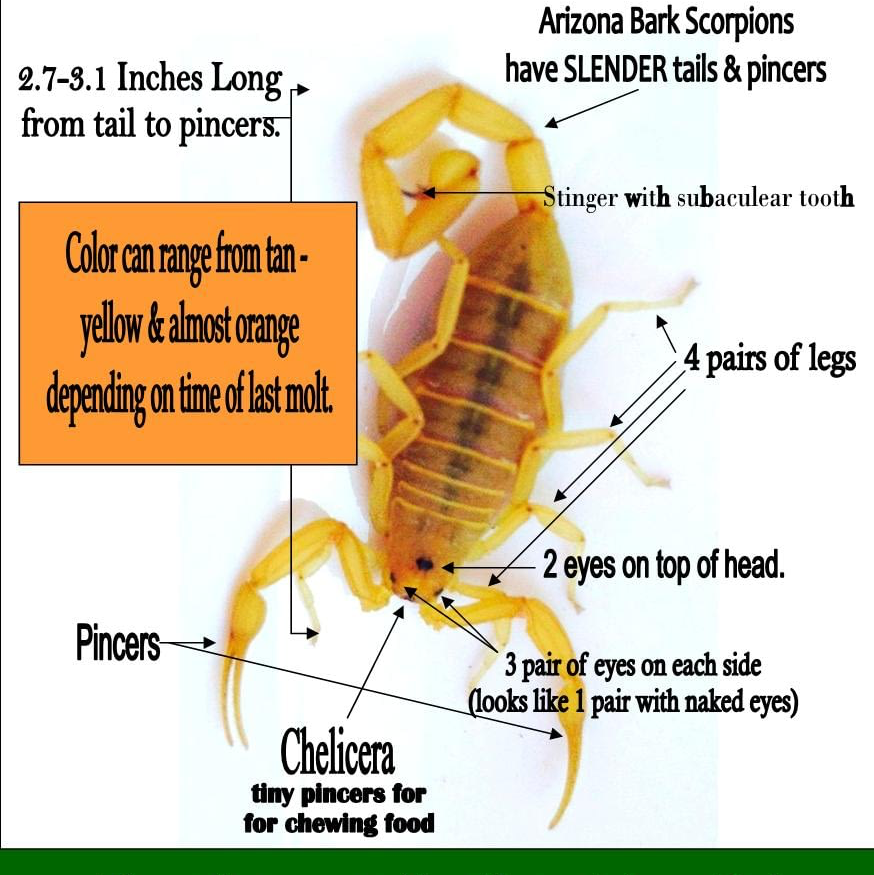 NEWMANS PEST CONTROL | 5029 Swift River Ct, North Las Vegas, NV 89031, USA | Phone: (702) 800-7378