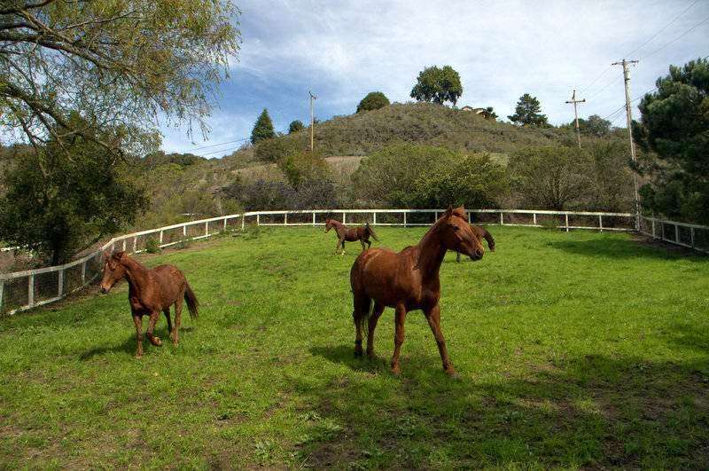 Fox Equine Rescue & Youth Horsemanship Center | 24705 Miller Hill Rd, Los Gatos, CA 95033 | Phone: (408) 718-7006
