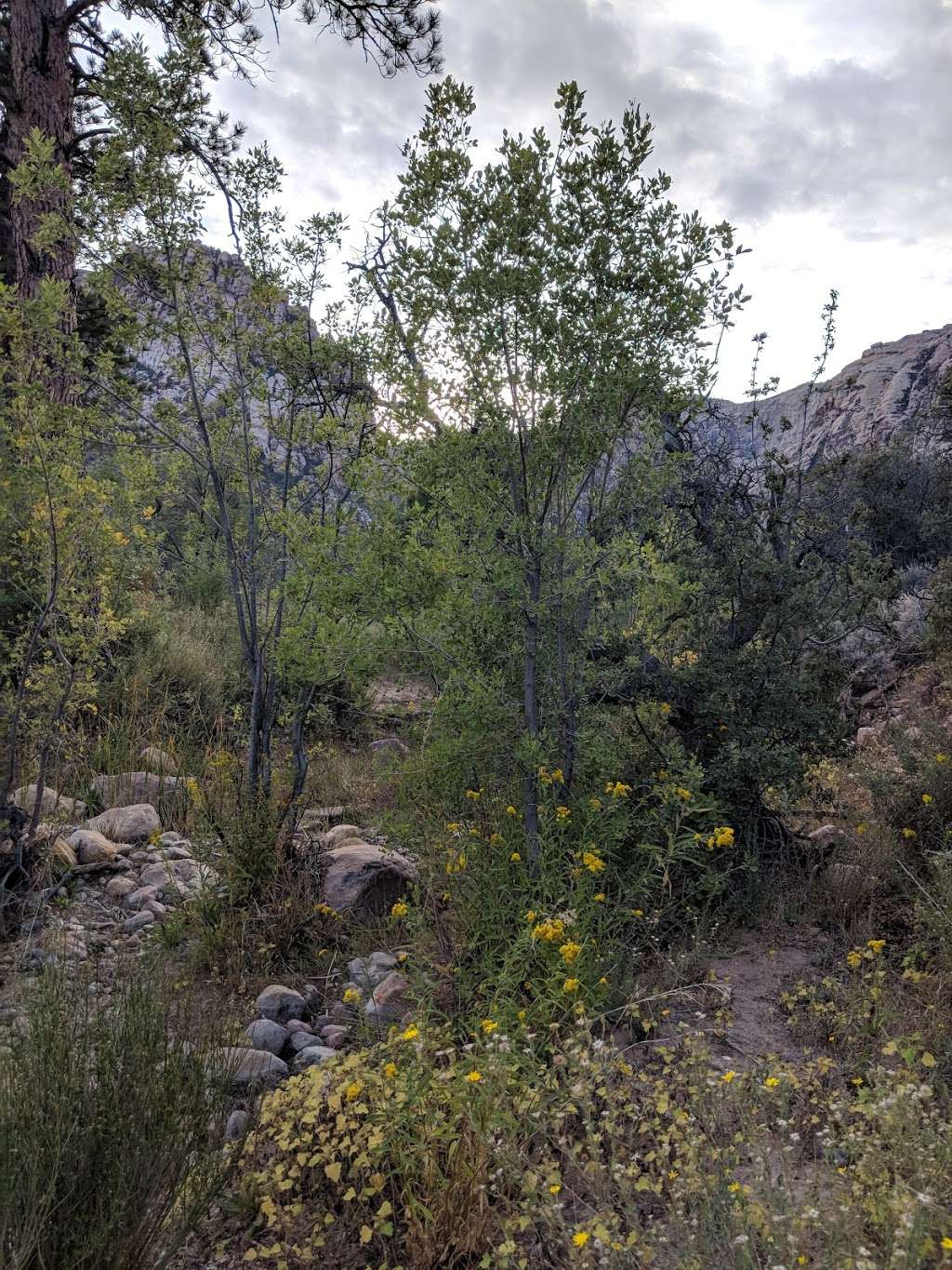 Pine Creek Canyon | Scenic Loop Dr, Las Vegas, NV 89161, USA