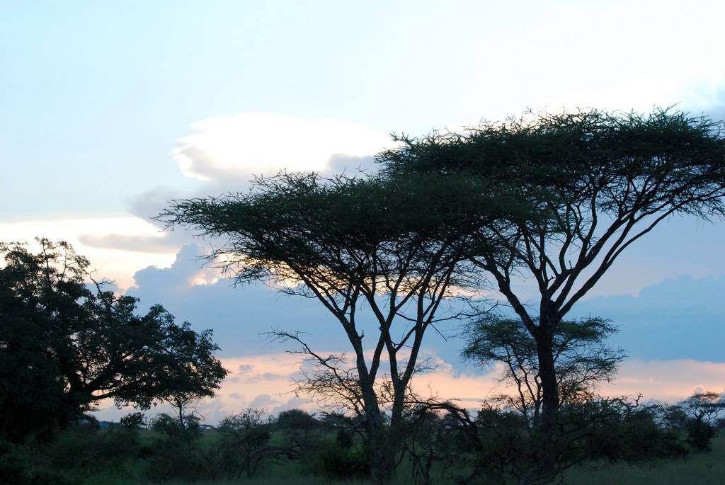 Adventure Tours & Safaris (Tanzania) | 1808 N Irving Heights Dr, Irving, TX 75061, USA | Phone: (813) 789-3659