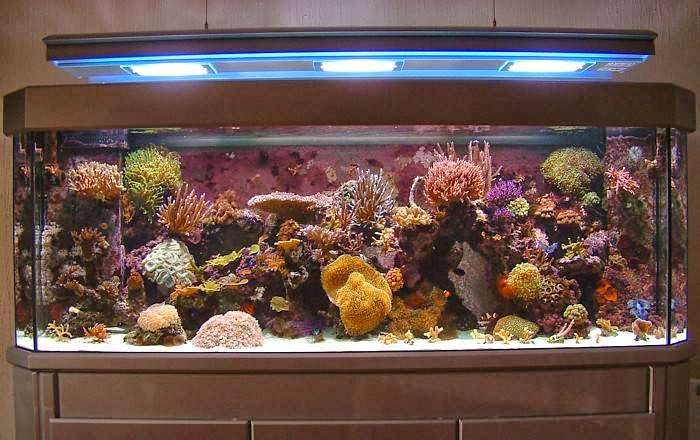 Austins Fish Tank Cleaning | 411 N Rogers St, Independence, MO 64050 | Phone: (816) 517-0312