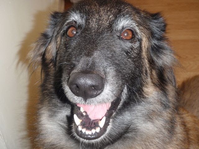 Happy Howlers Raw Pet Food | 8304 Mundare Crescent, Niagara Falls, ON L2G 7M5, Canada | Phone: (905) 295-3134