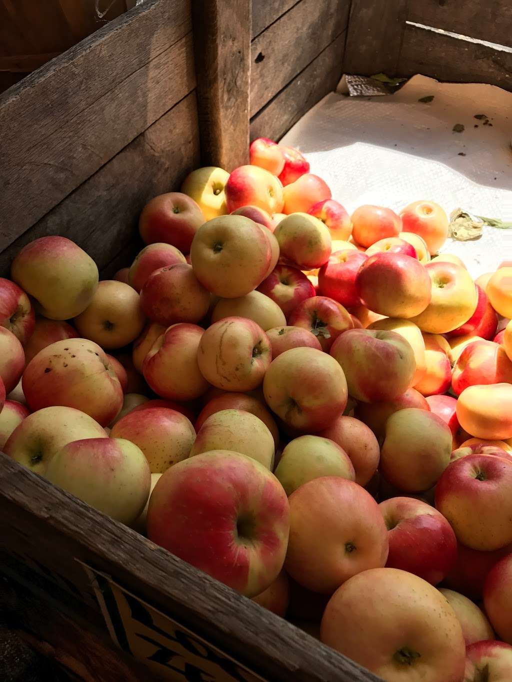 Toms Farm Stand Bartlett | 105 E Lake St, Bartlett, IL 60103, USA