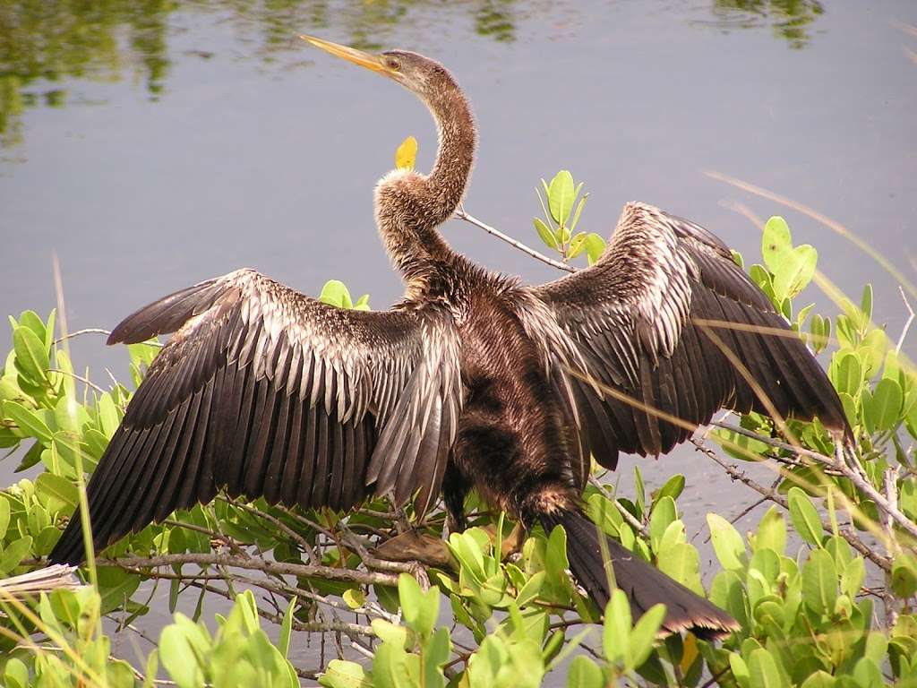 Black Point Wildlife Drive | Titusville, FL 32796, USA | Phone: (321) 861-0669