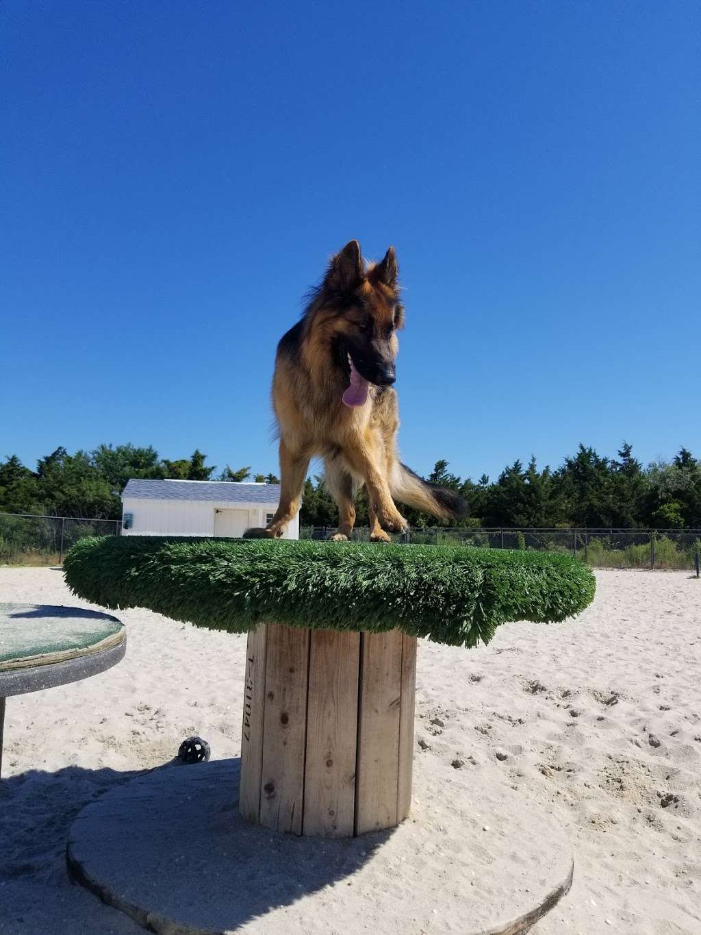 Ocean City Dog Park | 45th St & Haven Ave, Ocean City, NJ 08226, USA | Phone: (609) 399-6111