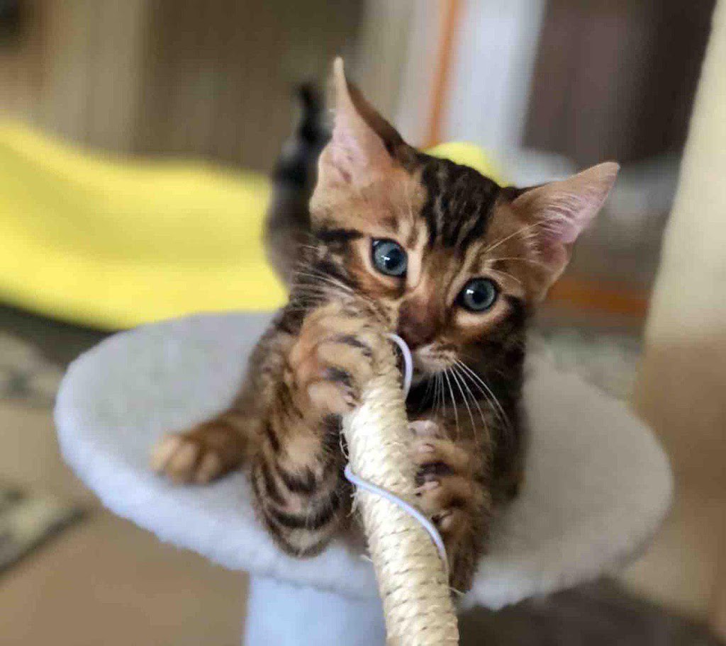 LaVieAnge Bengal Cats and Kittens Cattery | 7010 Avenue U, Brooklyn, NY 11234, USA | Phone: (718) 808-3690