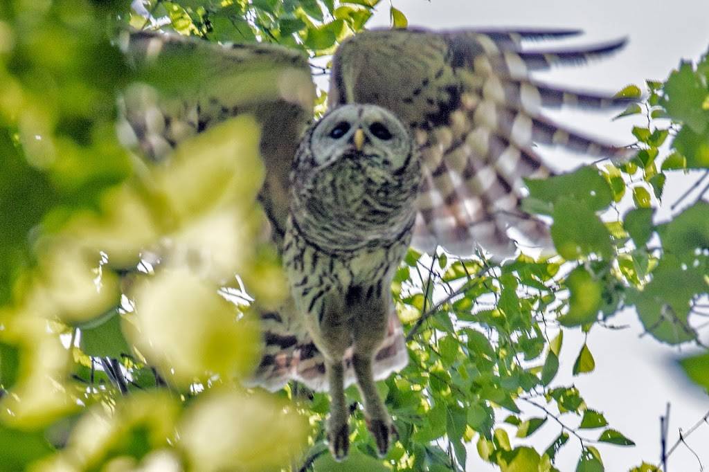 Colleyville Nature Center | 100 Mill Wood Dr, Colleyville, TX 76034 | Phone: (817) 503-1180