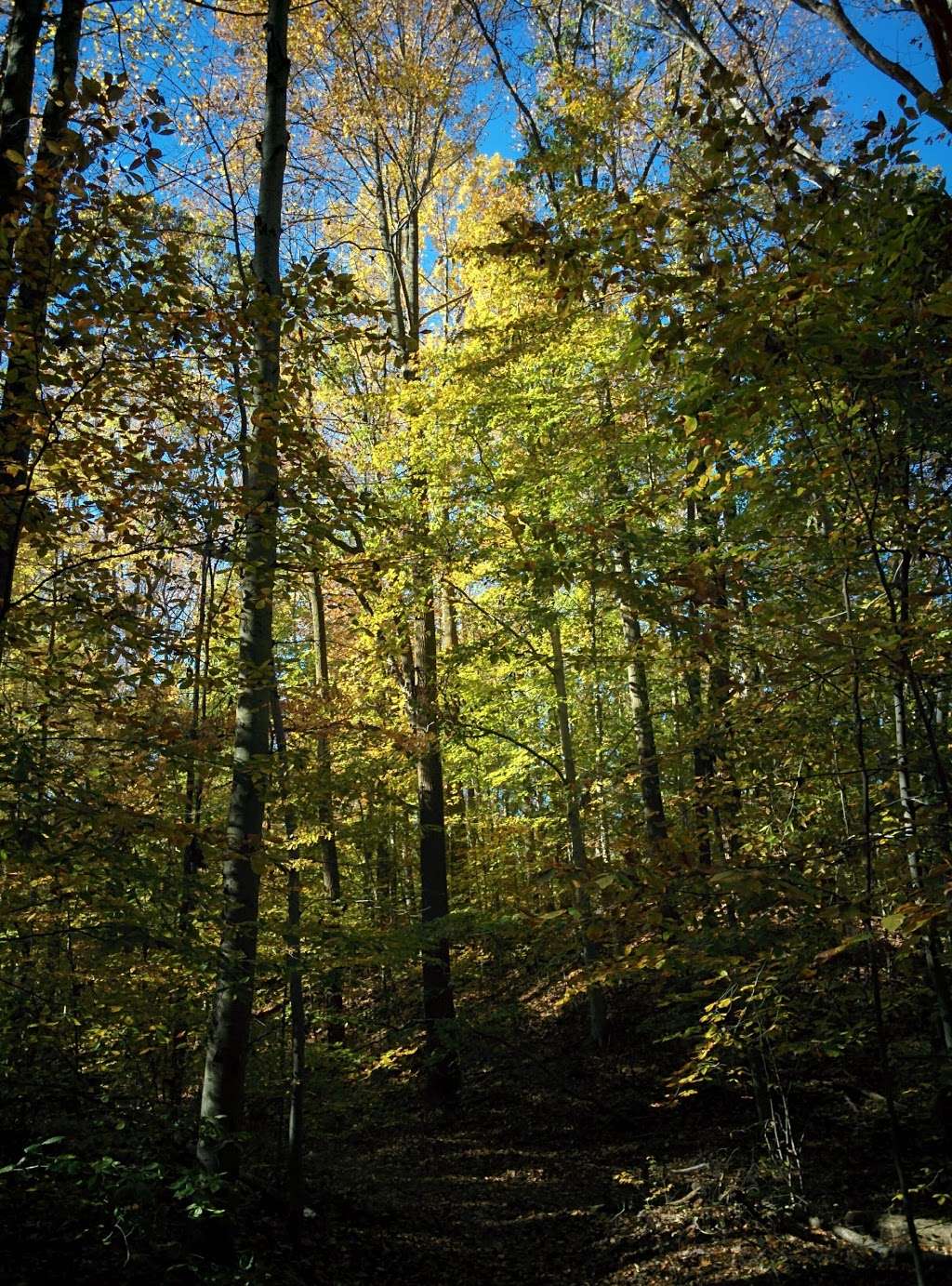 Yellow, white, and blue trails | Newark, DE 19702, USA