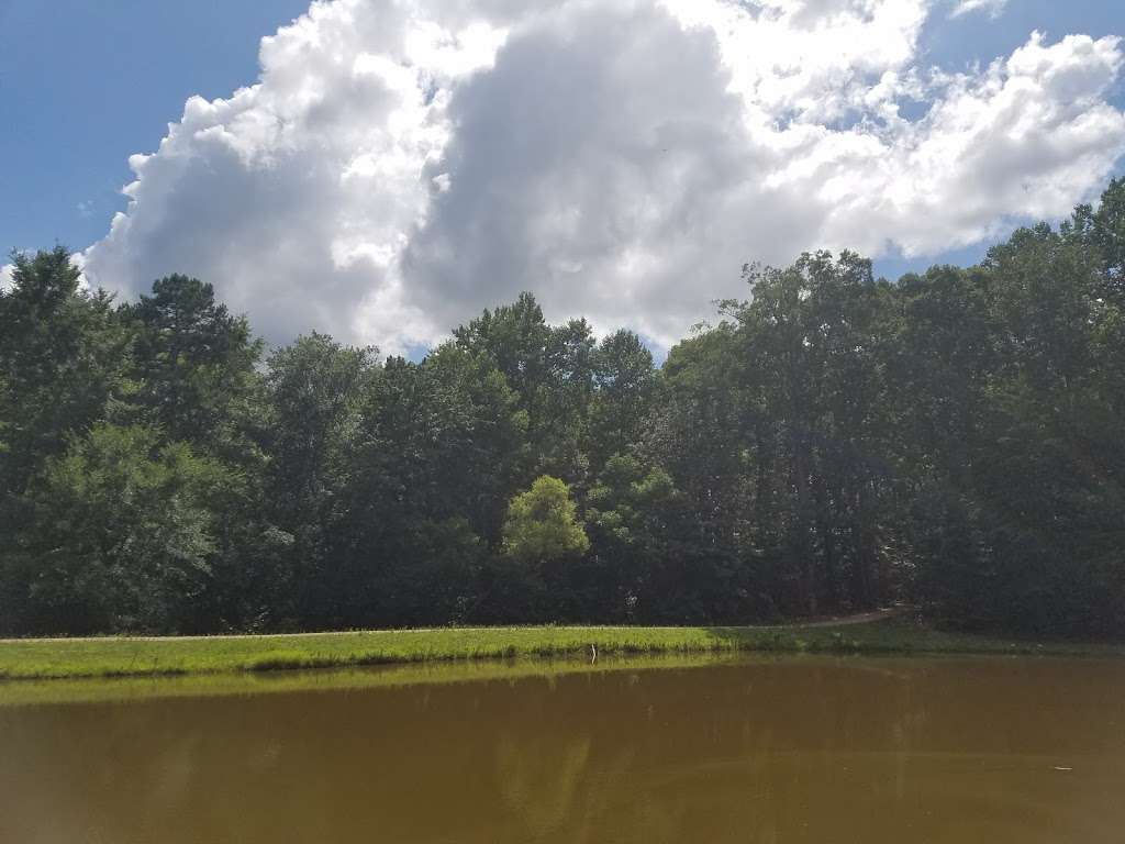 Draper WMA Sunflowers | McConnells, SC 29726, USA