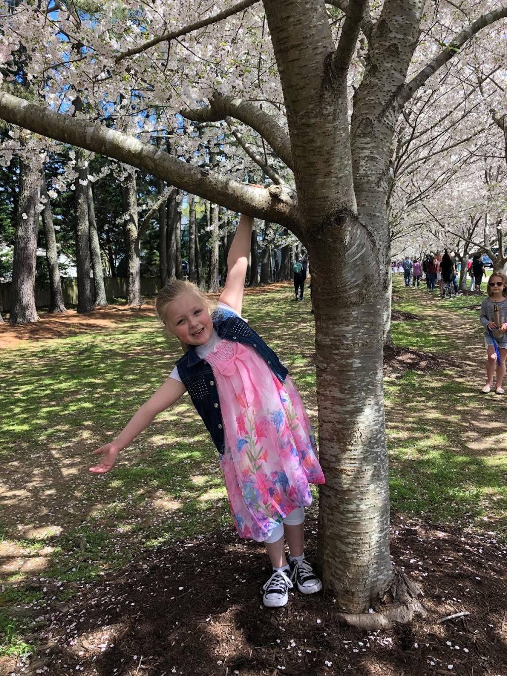Cherry Blossom Trees | Sakura Ln, Virginia Beach, VA 23451, USA | Phone: (757) 437-2038