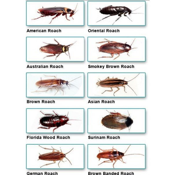 E&J Termite and Pest Control LLC | 434 Cooper St unit a, Beverly, NJ 08010, USA | Phone: (609) 239-5665 E&J Termite and Pest Control LLC | 434 Cooper St unit a, Beverly, NJ 08010, USA | Phone: (609) 239-5665