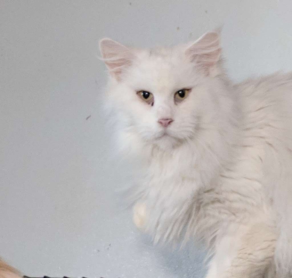 Mary Lambs Maine Coon Cattery | Box 663, Kresgeville, PA 18333, USA | Phone: (610) 681-6664