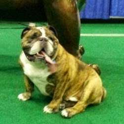 Smith Animal Clinic Inc | 4720 W 109th Ave, Crown Point, IN 46307, USA | Phone: (219) 663-0113