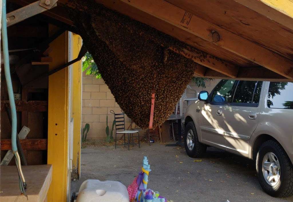 Eric Sanchez the Bee savior an reloctor | 15261 Pine Ln, Chino Hills, CA 91709, USA | Phone: (714) 862-0247