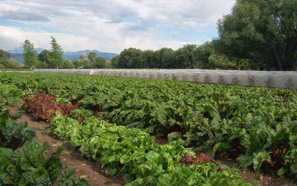 Zwecks Fresh Vegetables & Flowers | 10901 Airport Rd, Longmont, CO 80503 | Phone: (303) 776-1171