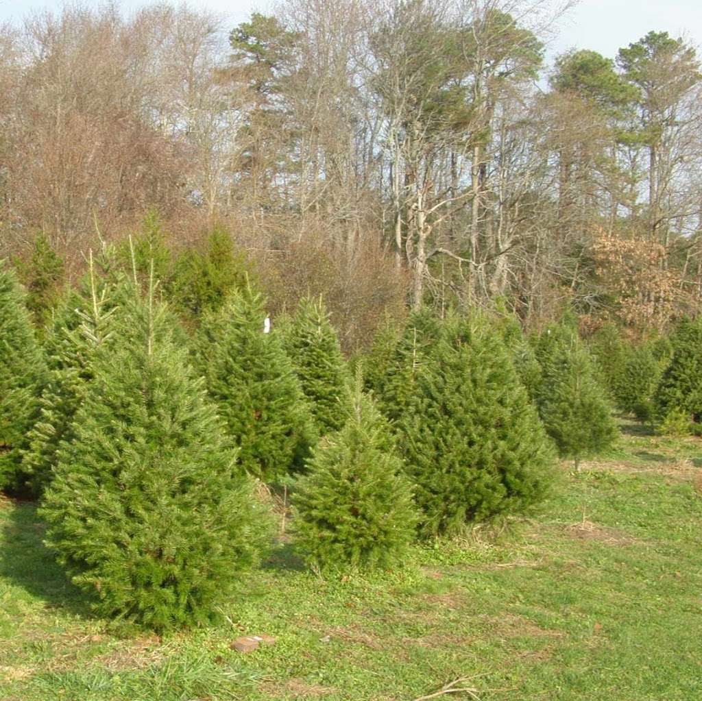 Littleworth Tree Farm | 1957 Tuckahoe Rd, Woodbine, NJ 08270 | Phone: (609) 628-3346