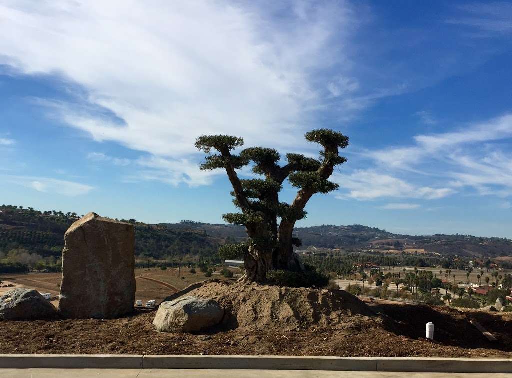 Olive A Dream Trees - Ancient Olive Tree Nursery | 2233 Rainbow Valley Blvd, Fallbrook, CA 92028 | Phone: (800) 816-1783