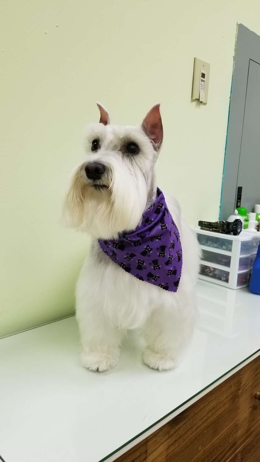 Le Pup Pet Supplies and Grooming | 283 West Rd, Ocoee, FL 34761 | Phone: (407) 578-5552